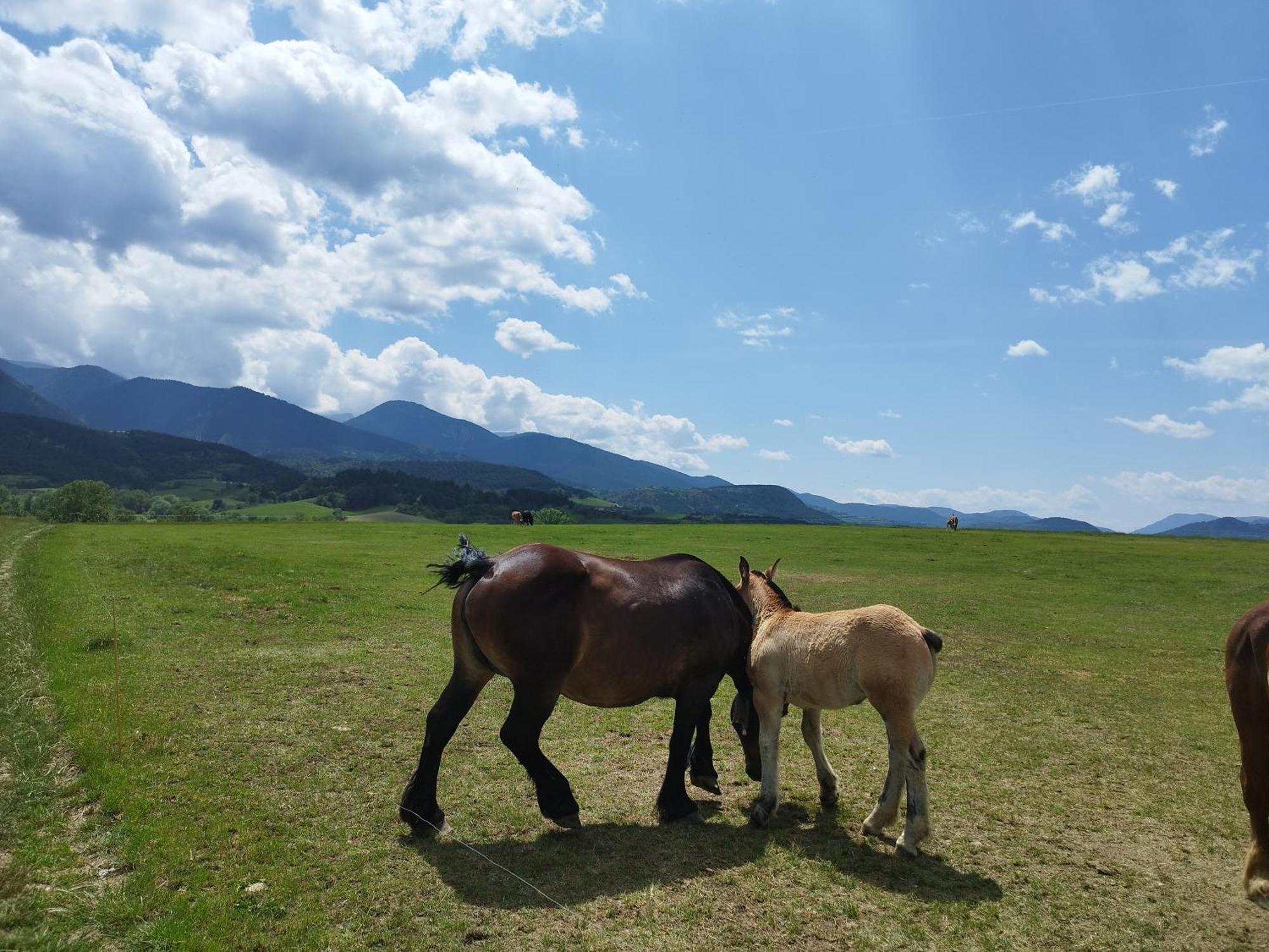 Apartamento Cal Jan - Cadi Bellver de Cerdanya Exterior foto